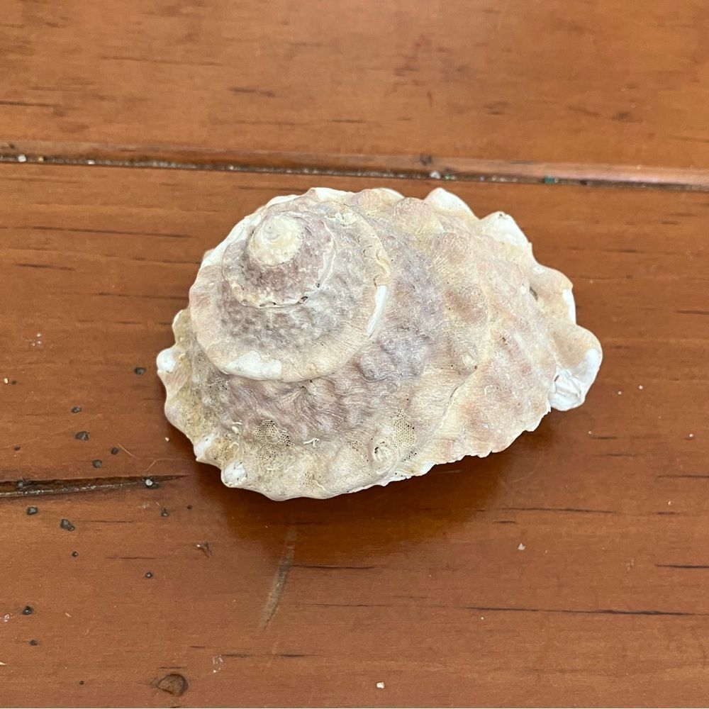 Shell